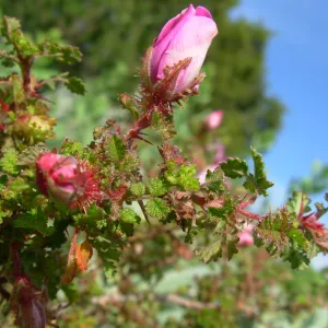 Rosa sp.