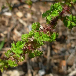 Rosa sp.