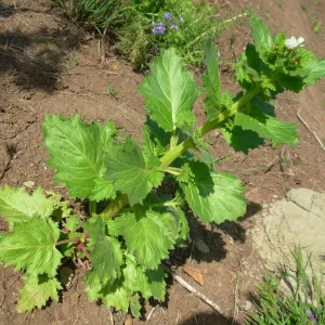 Phacelia sp.