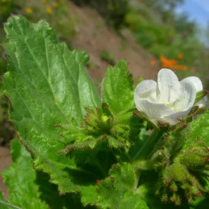 Phacelia sp.