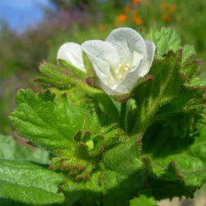 Phacelia sp.