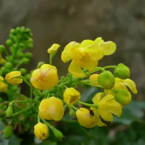 Yellow Flower close-up