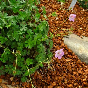 Geranium californicum