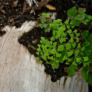 Adiantum jordanii