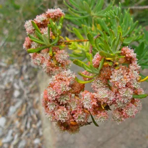 Eriogonum arborescens (Santa Cruz Island Buckwheat), Channel Islands