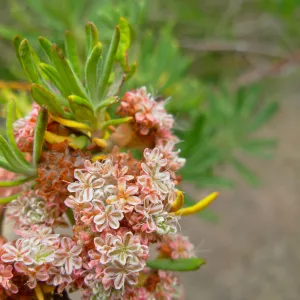 Eriogonum arborescens (Santa Cruz Island Buckwheat), Channel Islands
