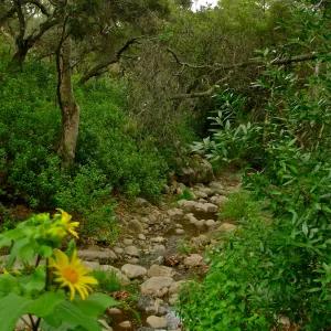 Creek, Looking West, Canyon Section
