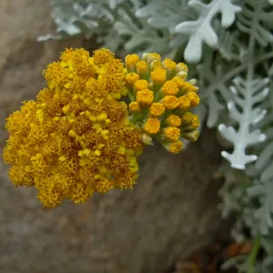Eriophyllum nevinii cv. 'Canyon Silver'
