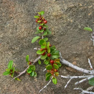 Bansai Rhamnus crocea, Manzanita Section, SBBG