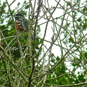 Rufous Sided Towhee, Manzanita Section