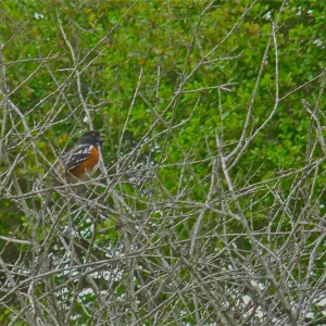 Rufous Sided Towhee, Manzanita Section