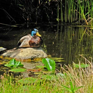 Male Mallard on Rock in Pond