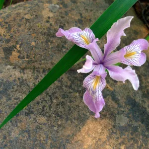 Iris sp. with Sandstone