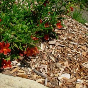 Mimulus aurantiacus