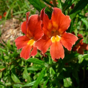 Mimulus aurantiacus