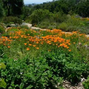 Poppies in Meadow Section