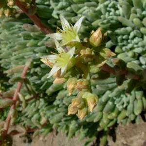 Dudleya virins ssp. hassel, Channel Islands