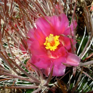 Pink Cactus Flower 
