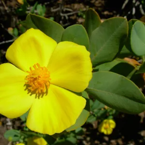 Dendromecon rigida