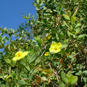 Dendromecon rigida