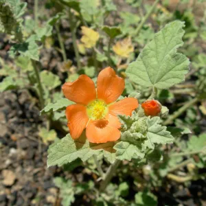 Sphaerlcea sp.