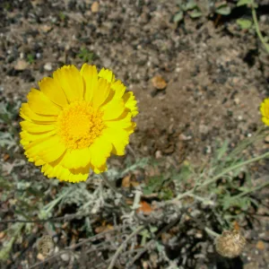 Yellow Flower 
