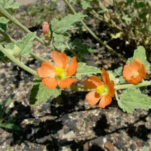 Sphaerlcea sp.