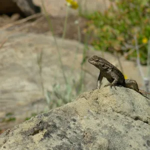 Western Fence Lizard on Rock