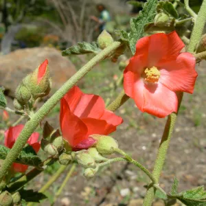 Orange Flower