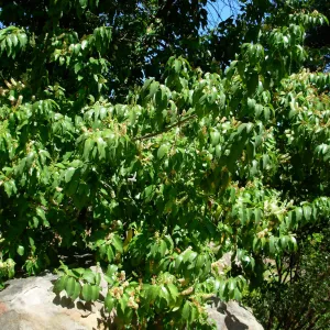 Prunus ilicifolia ssp. lyonii, Home Demonstration Garden, SBBG