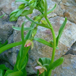 Epipactis gigantea, Arroyo Section, SBBG