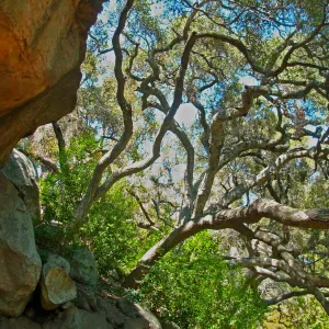 Oak and Boulders, Campbell Trail, SBBG