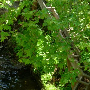 Platanus racemosa, Wooden Aqueduct, Mission Dam, SBBG
