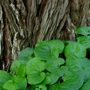 Asarum caudatum w/ Redwood Bark,Redwood Section, SBBG