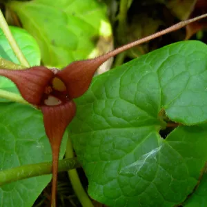 Asarum caudatum, Redwood Section, SBBG