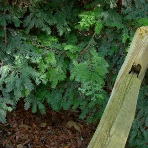 Redwood Branches