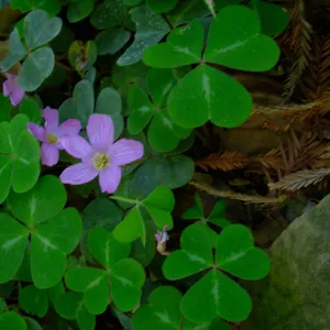 Oxalis oregana, Redwood Section, SBBG