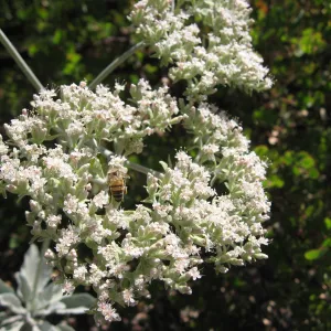 honey bee