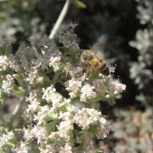 honey bee