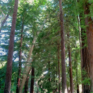 path through the Redwood Section
