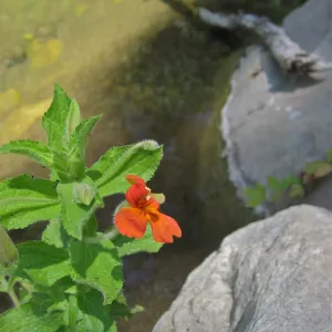 Mimulus cardinalis, Mission Creek, SBBG