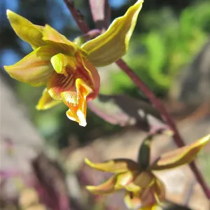 Epipactis gigantea, Orchid Display, SBBG
