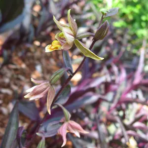 Epipactis gigantea, Orchid Display, SBBG
