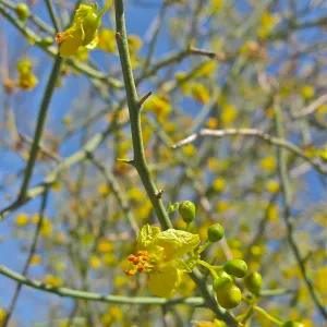 Cercidium flordium
