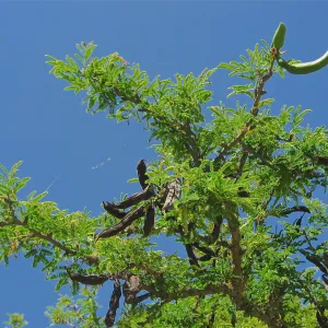 Acacia farnesiana