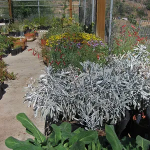 Hort Unit growing area, potted plants ready to plant