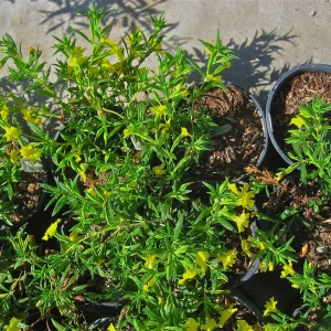 Mimulus auranticaus, pots in Nursery
