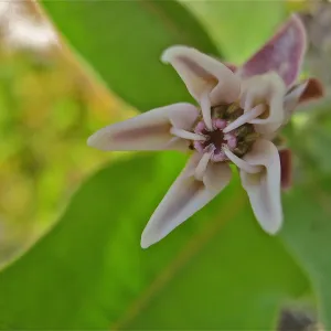 Asclepias sp.
