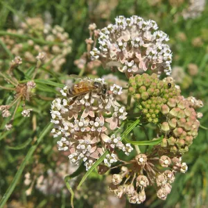 honey bee