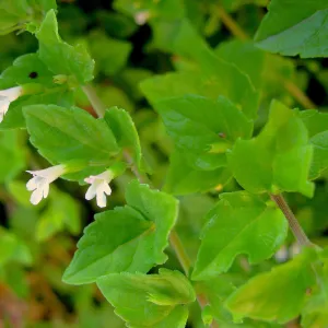 Small white flower with leaves